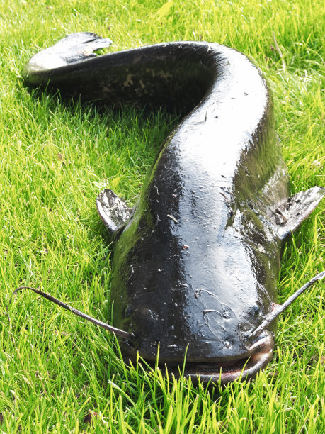 catfish