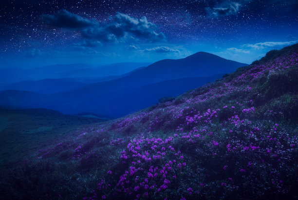 夜间开花图片素材 夜间开花设计素材 夜间开花摄影作品 夜间开花源文件下载 夜间开花图片素材下载 夜间开花背景素材 夜间开花模板下载 - 搜索中心