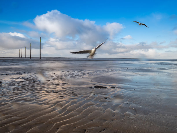 飞鸟蓝色大海壁纸
