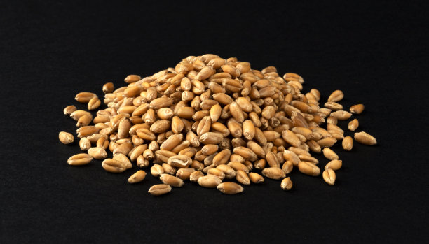 triticum