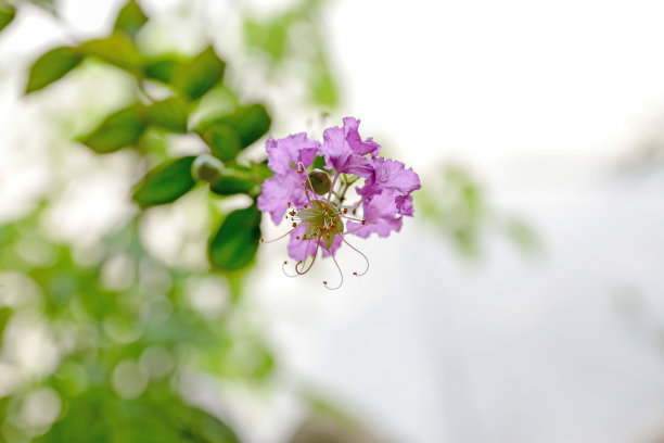紫薇花,园艺花