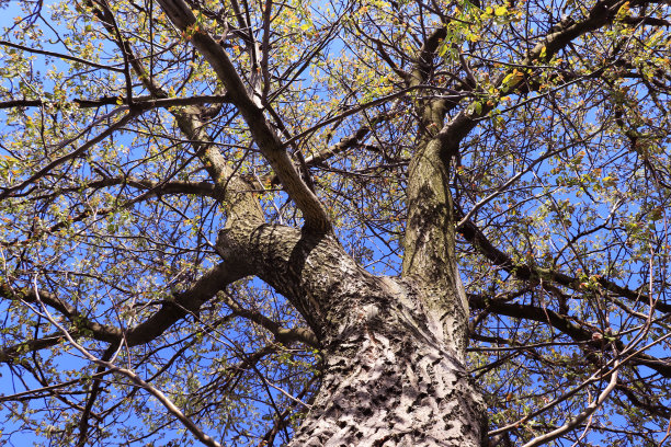 春天的古核桃树