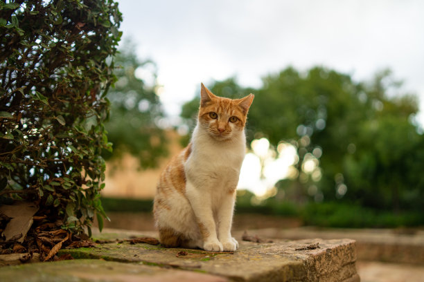 夏日小猫