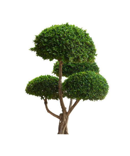 evergreen