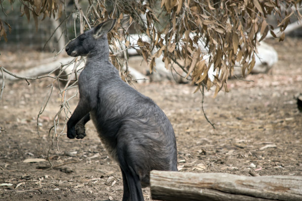 wallaroo