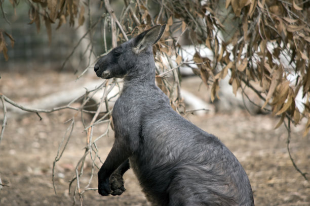 wallaroo