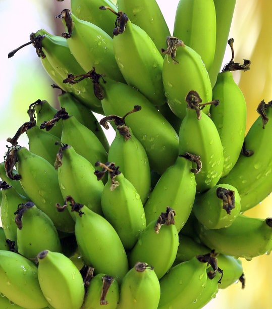 香蕉树种植园香蕉果实