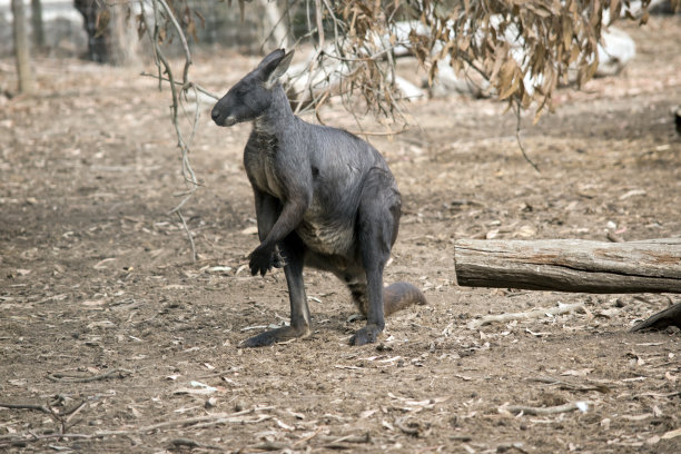 wallaroo