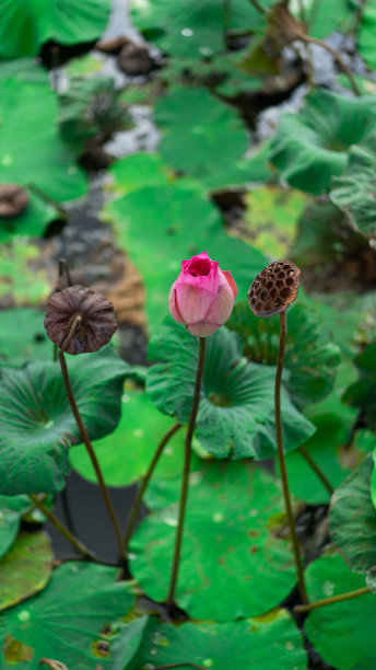 荷花莲花芙蓉