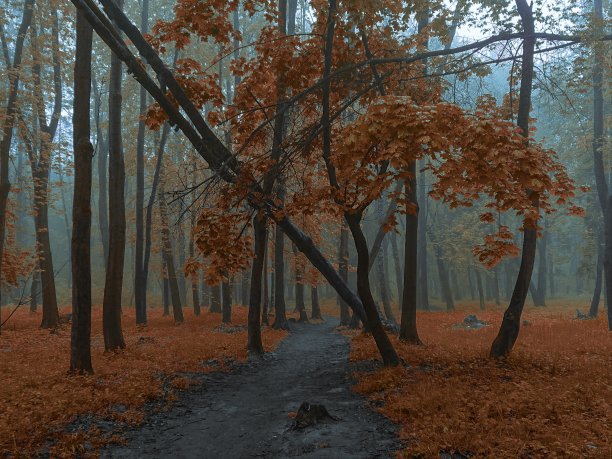 初秋 秘境森林