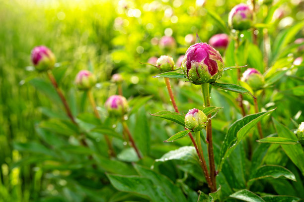 粉色5月