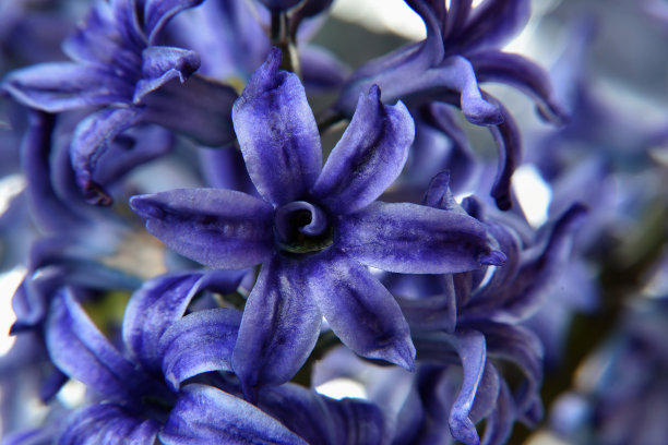 印花,背景,蓝色,花卉,花朵