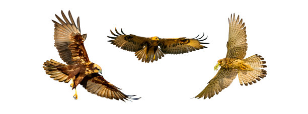 hawk