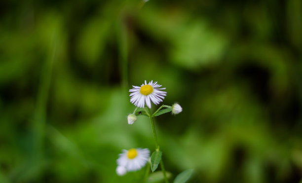 凤凰树花开