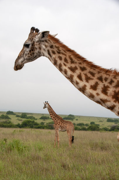 长颈鹿与野生动物