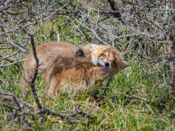 foxface