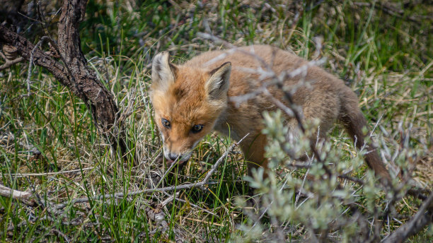 foxface