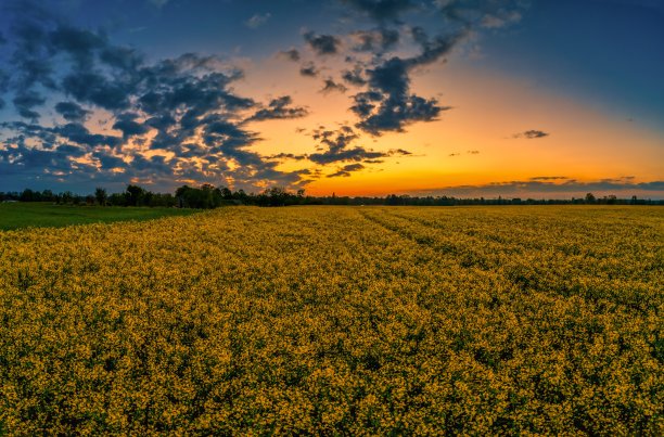 夕照花海