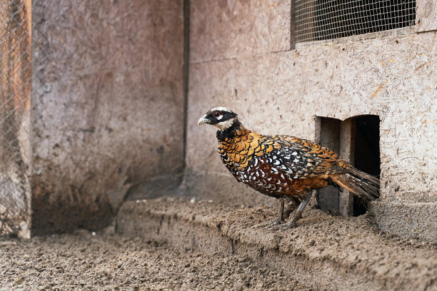 preen