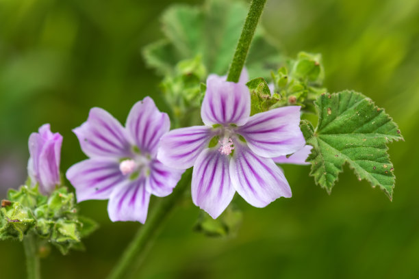 粉色蜀葵花