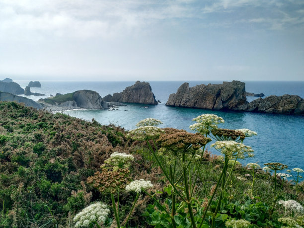 海石花