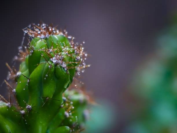 植物花蕾特写