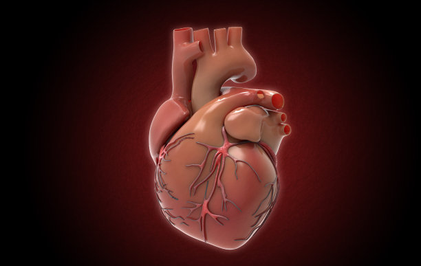 3d心脏器官
