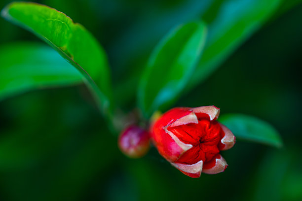 石榴树花开