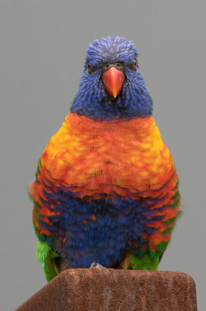 lorikeet