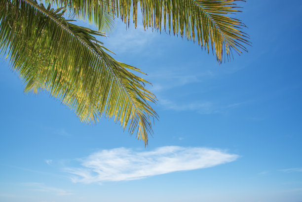 椰子树背景
