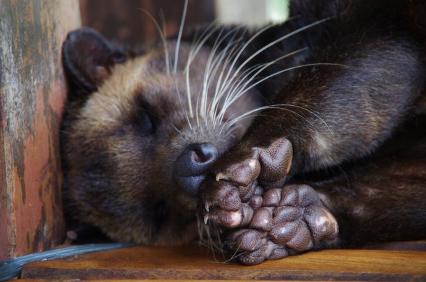 civet