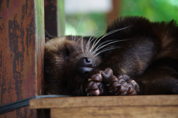 civet
