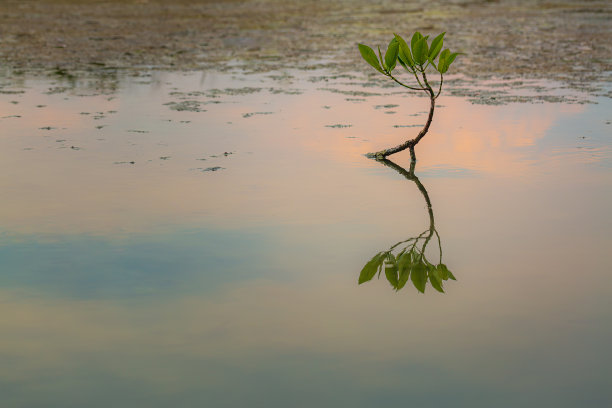 湿地植物风景