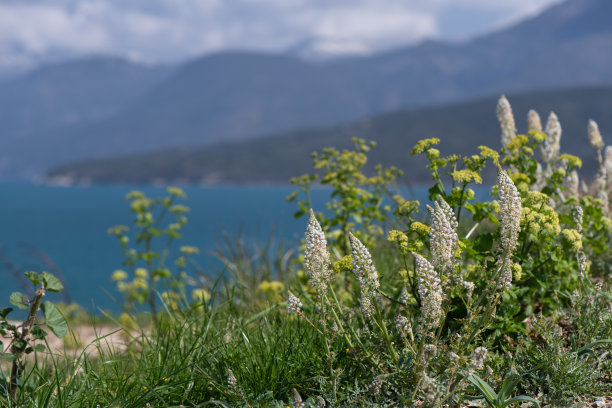 山坡上的野花