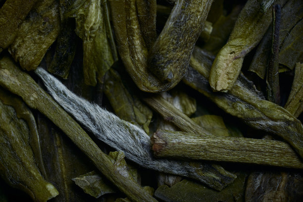 绿茶茶叶素材