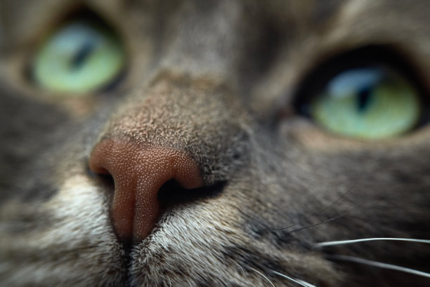 nose