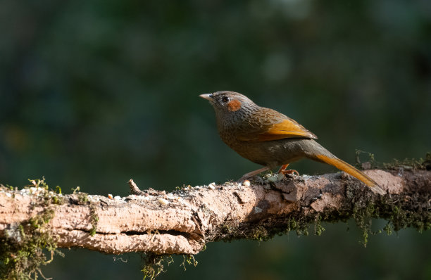 laughingthrush