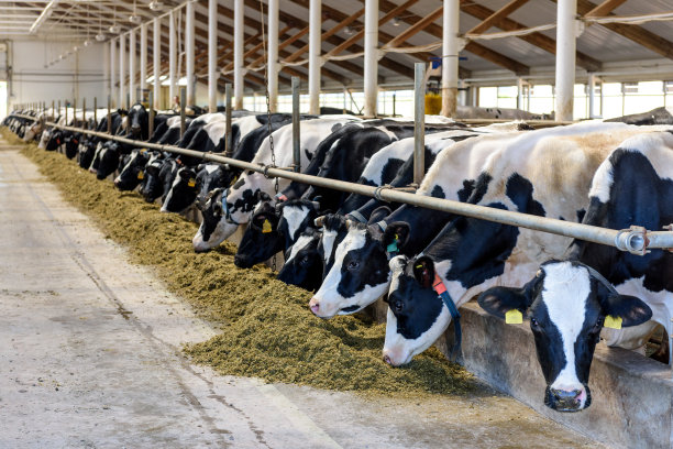 dairy