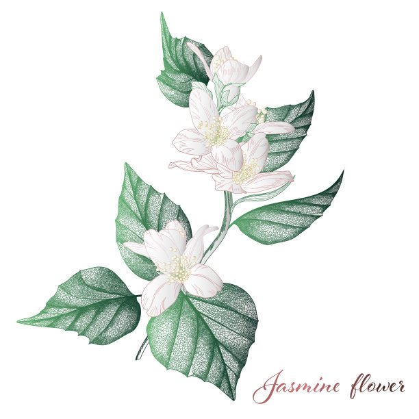 jasmine