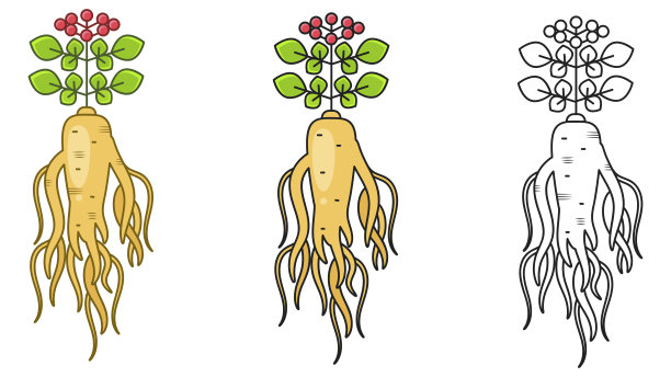 人参中药材插画