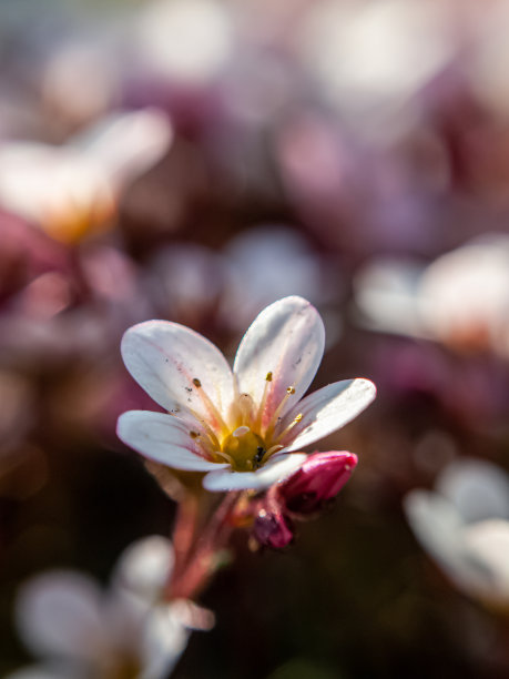 虎耳草花