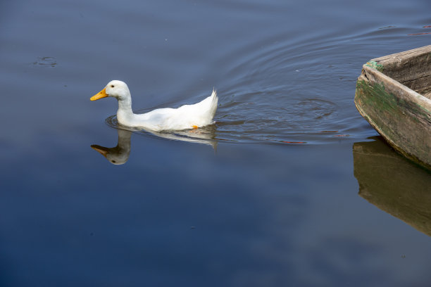 池塘小野鸭