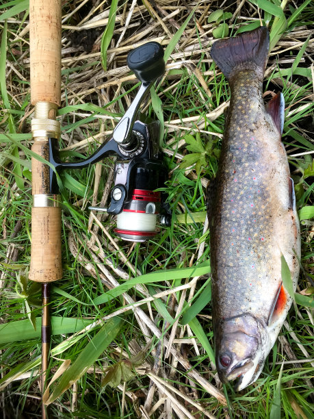 salvelinus