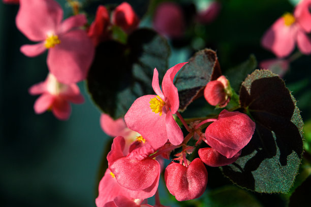 春季海棠花红