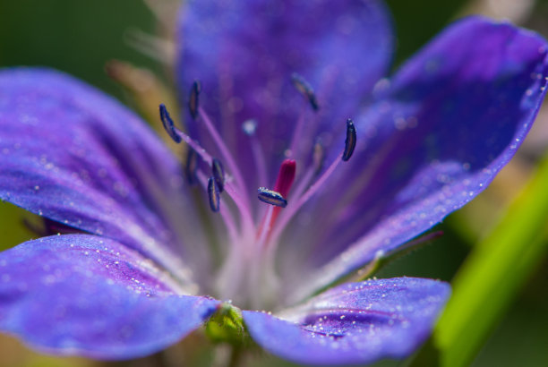 花朵花瓣花蕊百合科