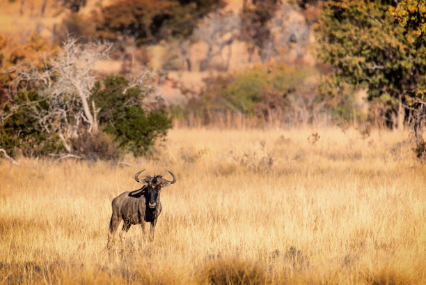 wildebeest