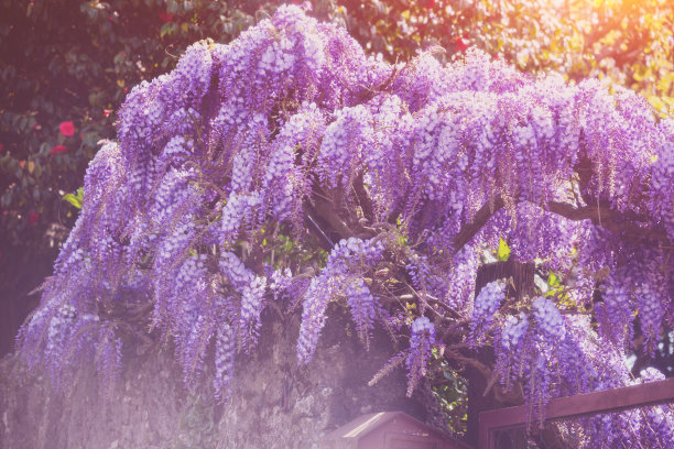 紫藤花背景图