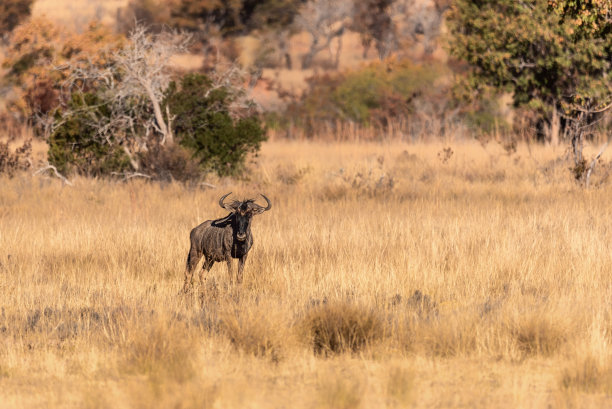 wildebeest