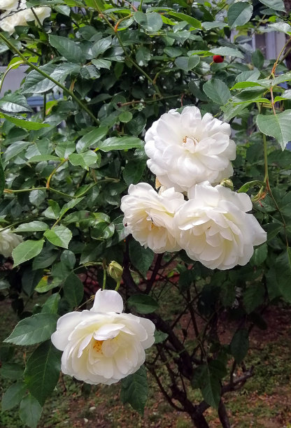 日本阳光玫瑰
