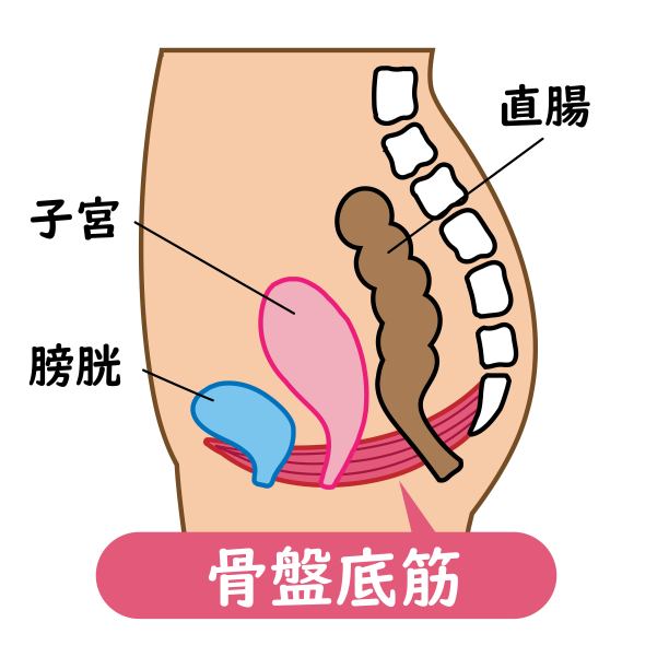 pelvis